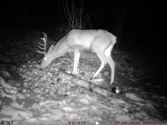 Bolyguard SG520M-Q EZGO – detalj