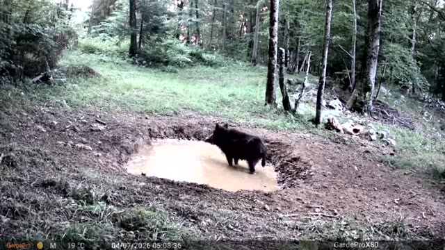 Divlja svinja danju u kaljužištu, videozapis lovačke kamere
