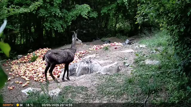 Divokoza danju na hranilištu, videozapis lovačke kamere