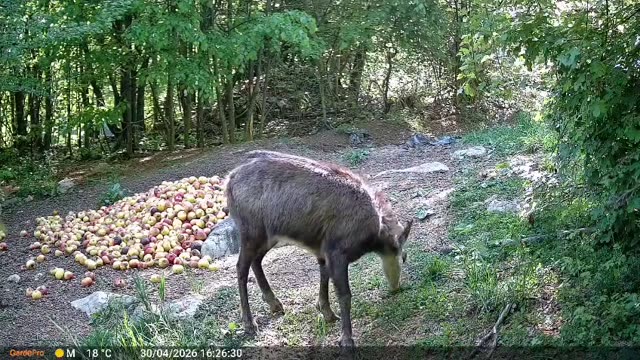Divokoza danju na hranilištu, videozapis lovačke kamere