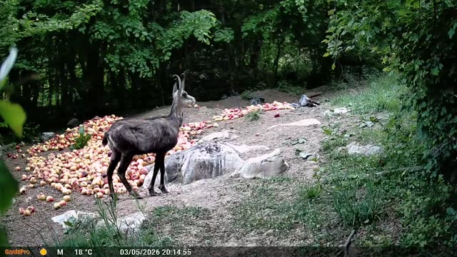 Divokoza danju kod hranilišta, videozapis lovačke kamere