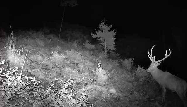 Jelen s rogovljem noću u šumi, videozapis lovačke kamere