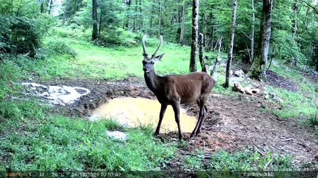 Mladi jelen danju kod kaljužišta, videozapis lovačke kamere