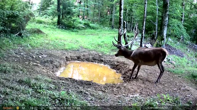 Jelen danju pije kod blatnog kaljužišta, videozapis lovačke kamere