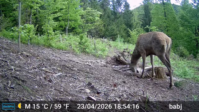 Jelen danju na sječini, videozapis lovačke kamere