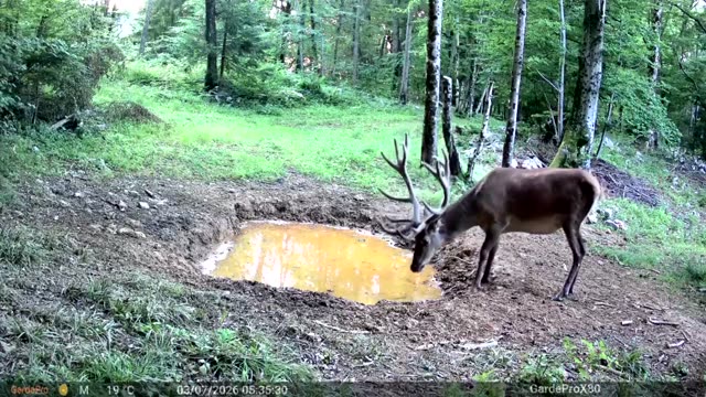 Jelen s moćnim rogovljem danju kod kaljužišta, videozapis lovačke kamere