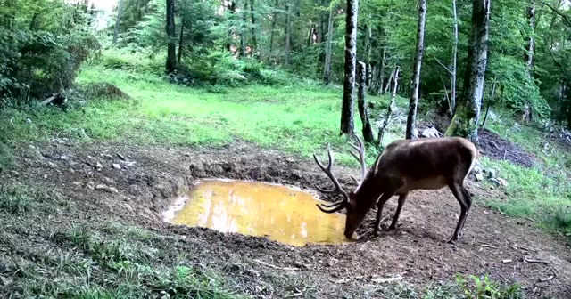 Jelen danju pije na žutom kaljužištu