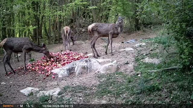 Jelenska divljač danju na hranilištu, videozapis lovačke kamere