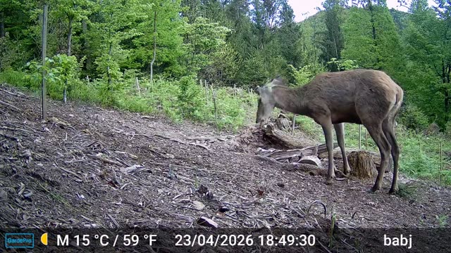 Košuta danju na sječini, videozapis lovačke kamere