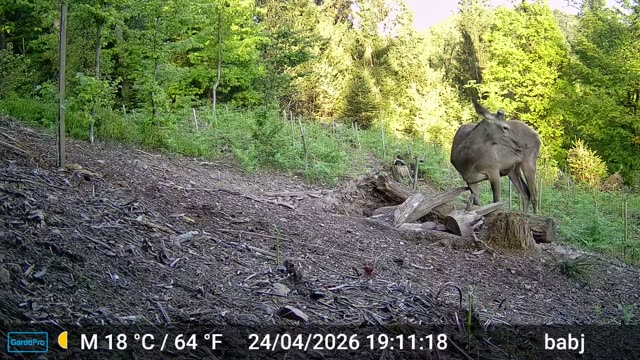 Košuta danju na sječini uz rub šume, videozapis lovačke kamere