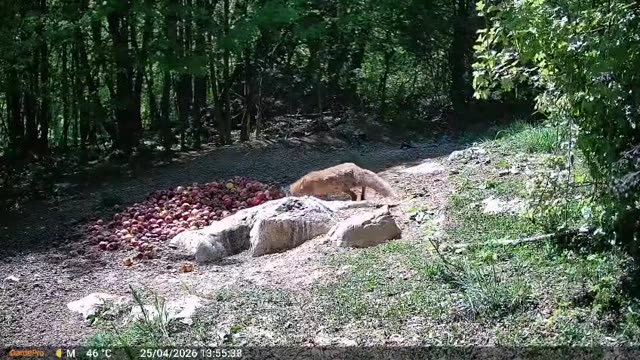 Lisica danju na hranilištu, videozapis lovačke kamere