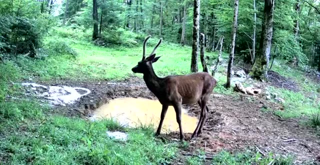 Mladi jelen danju kod kaljužišta