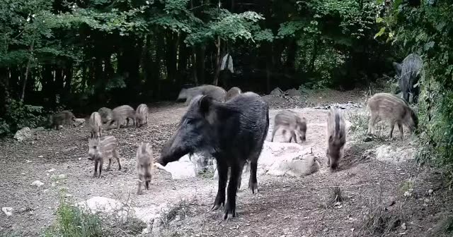 Krdo divljih svinja danju kod hrane