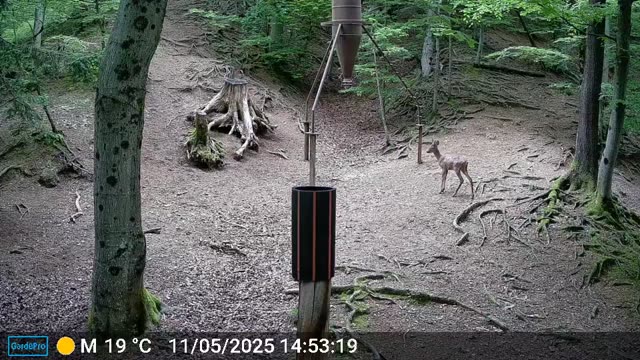 Srna danju u daljini na šumskom putu, videozapis lovačke kamere