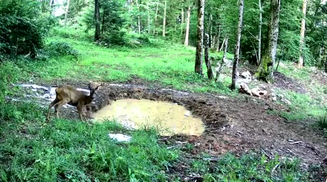 Srna danju kod blatnog kaljužišta, videozapis lovačke kamere