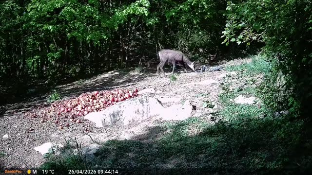 Srna danju na hranilištu, videozapis lovačke kamere