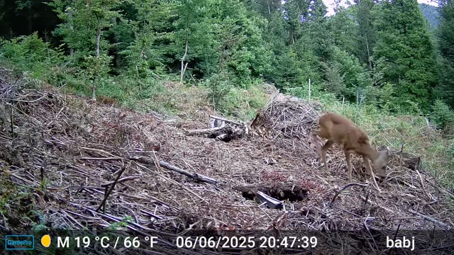 Srna danju na sječini uz šumu, videozapis lovačke kamere