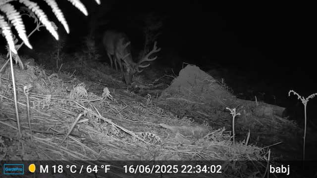 Srna noću na sječini, videozapis lovačke kamere