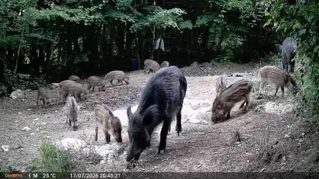 Divlja svinja s prasadi danju, videozapis lovačke kamere