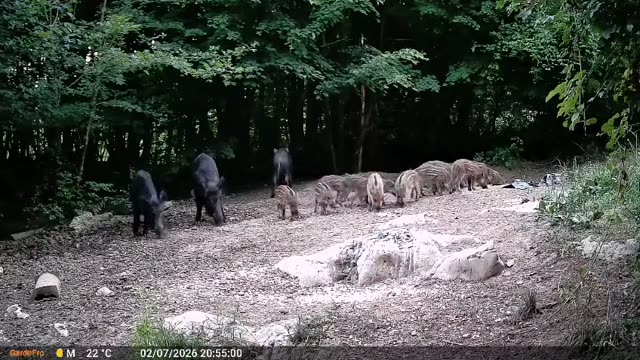 Krdo divljih svinja s prasadi danju, videozapis lovačke kamere