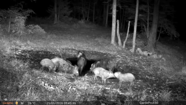 Krdo divljih svinja noću kod kaljužišta, videozapis lovačke kamere