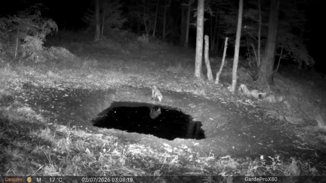Manja životinja noću kod kaljužišta, videozapis lovačke kamere