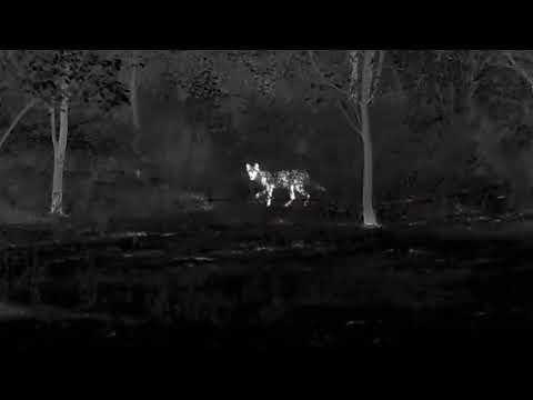 Nocpix Rico 2 H75R Thermal Footage